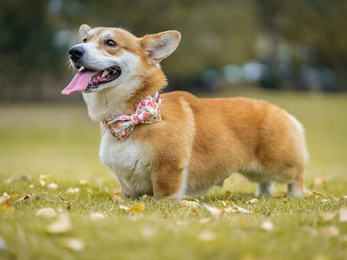 Elegant little tail Dog Collar - Image 5