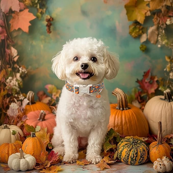 Fall Dog Collar Cute Autumn Pumpkin Puppy Collar - Image 2