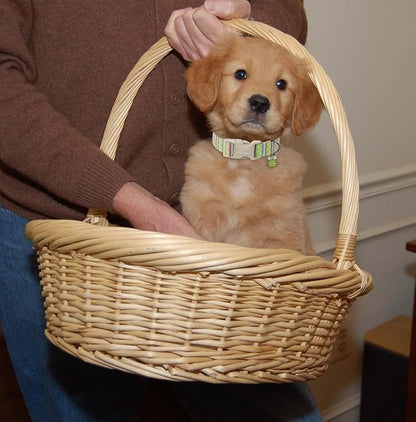 Easter Dog Collar for Small Dogs - Image 3