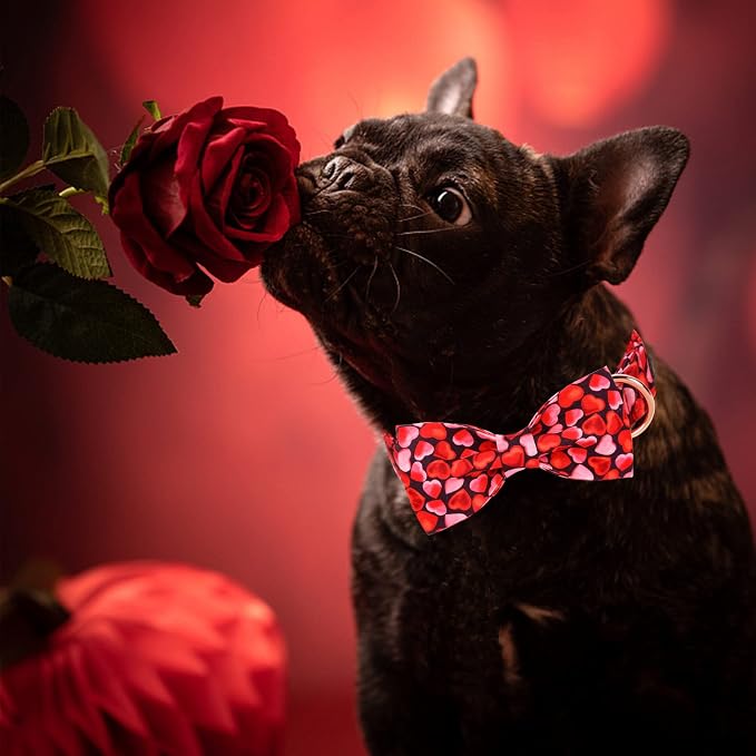 MR. CHUBBYFACE Valentines' Dog Collar - Image 4