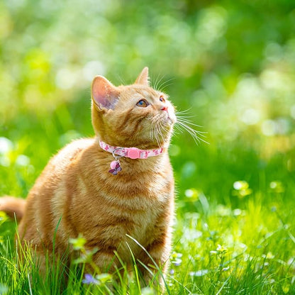 SCENEREAL Breakaway Cat Collar - Image 7