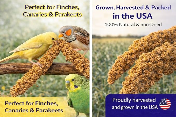 1lb Millet Tips & Tails for Birds - Image 3
