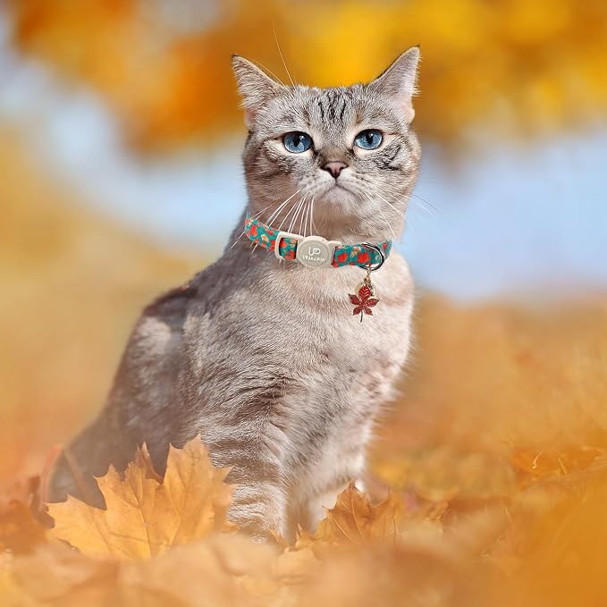 Fall Cat Collar-2Pack Autumn Kitten Collars-Halloween Breakaway Pumpkin Kitty - Image 6