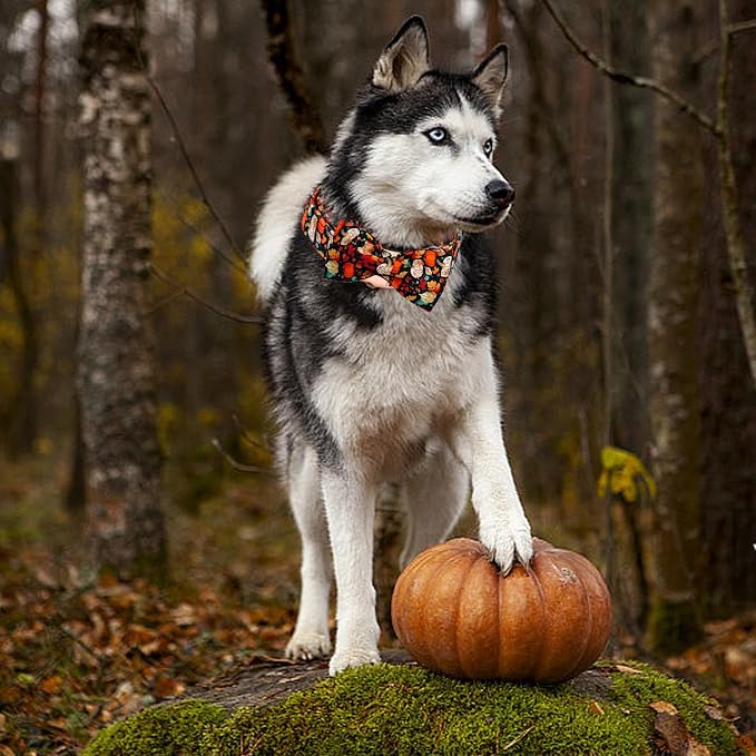 Fall Dog Collar, Leaf Pumpkin Print Adjustable Pet Collar Cute Cotton Soft - Image 6