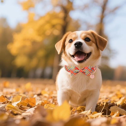 Autumn Plaid Dog Collar and Bow Tie Set – Orange Yellow Checkered Adjustable - Image 5