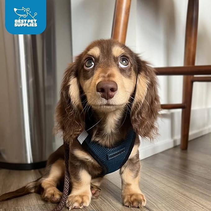 Best Pet Supplies Voyager Step-in Air Harness - Image 11