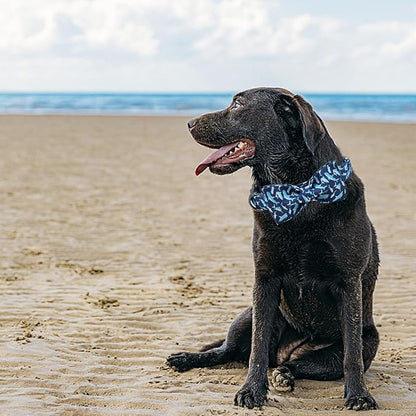 Elegant Little Tail Dog Collar - Image 6