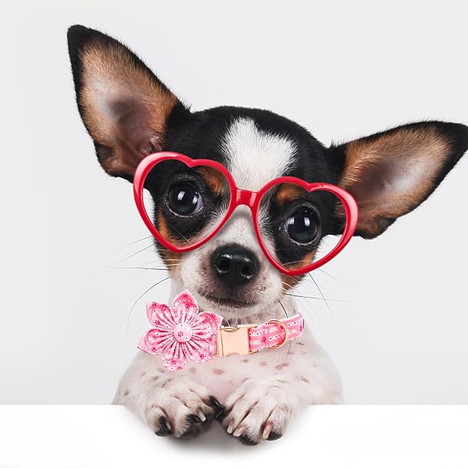 Lionheart glory Valentine's Day Dog Collar - Image 4