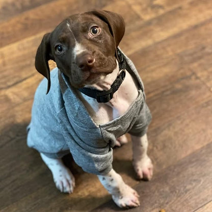 Jecikelon Winter Dog Hoodie Sweatshirts - Image 3