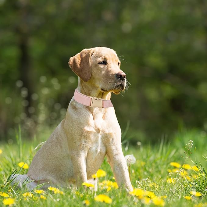 Soft Cotton Dog Collar with Metal Buckle Adjustable Heavy Duty Comfy Corduroy - Image 4