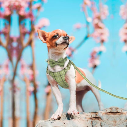 Beirui Cute Extra Small Dog Harness Collar and Leash Set - Image 4