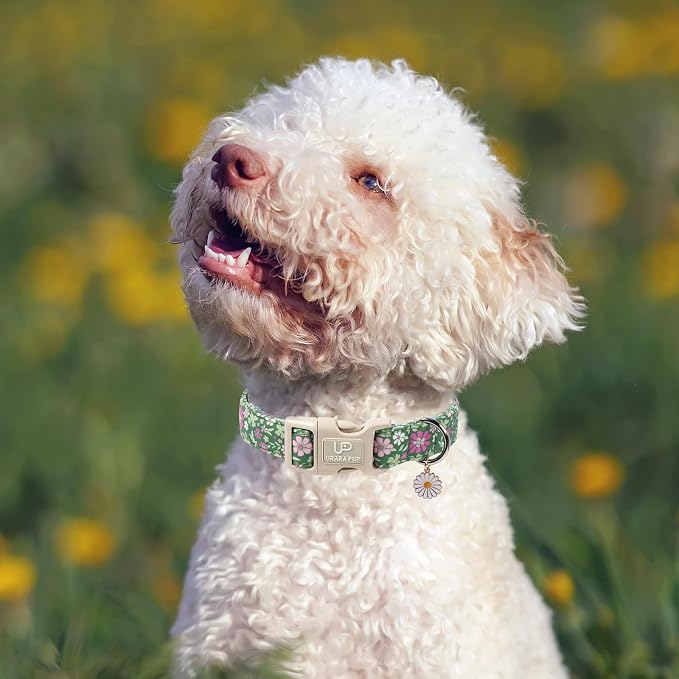 St. Patrick's Day Dog Collar, UP URARA PUP Shamrock Adjustable Pet Collar - Image 5