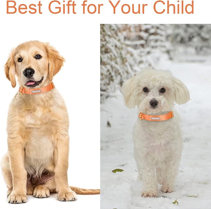 Nylon Dog Collar - Image 3