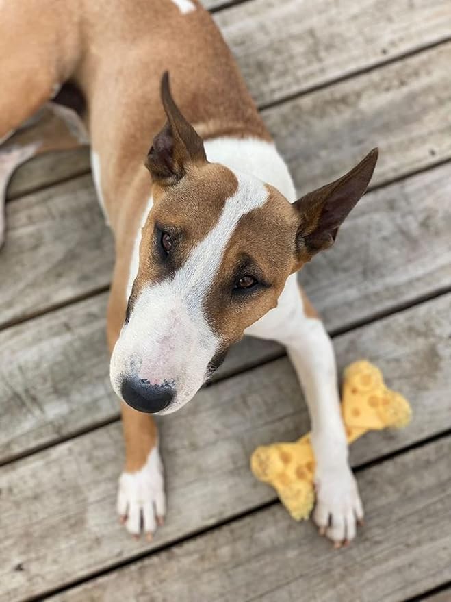 Nylabone Cheese Bone Power Chew Toy - Image 8