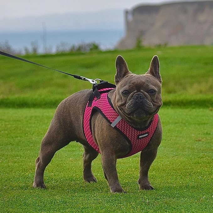 Best Pet Supplies Voyager Step-in Air Harness - Image 7
