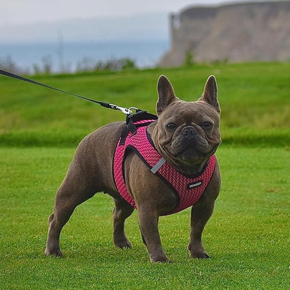 Best Pet Supplies Voyager Step-in Air Harness - Image 7