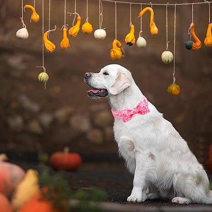 Dog Collar - Image 5