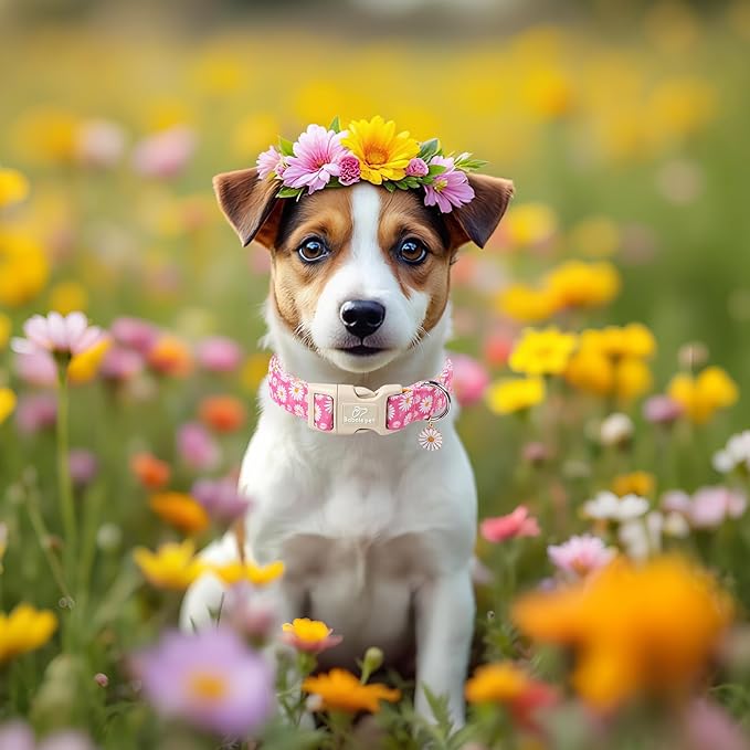 Summer Daisy Dog Collar, Cute Floral Adjustable Pink Dog Collars - Image 2