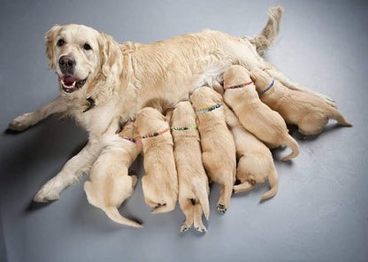 Puppy Collars for Litter, Puppy Collars for Small Puppies Soft Nylon Safety - Image 2
