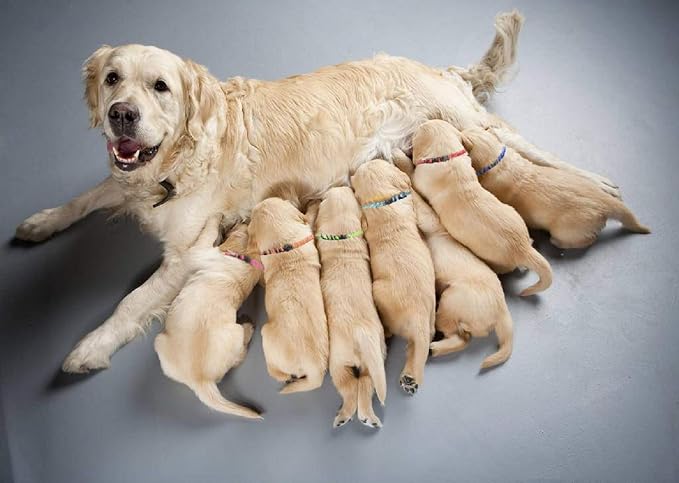 Puppy Collars for Litter, Puppy Collars for Small Puppies Soft Nylon Safety - Image 2