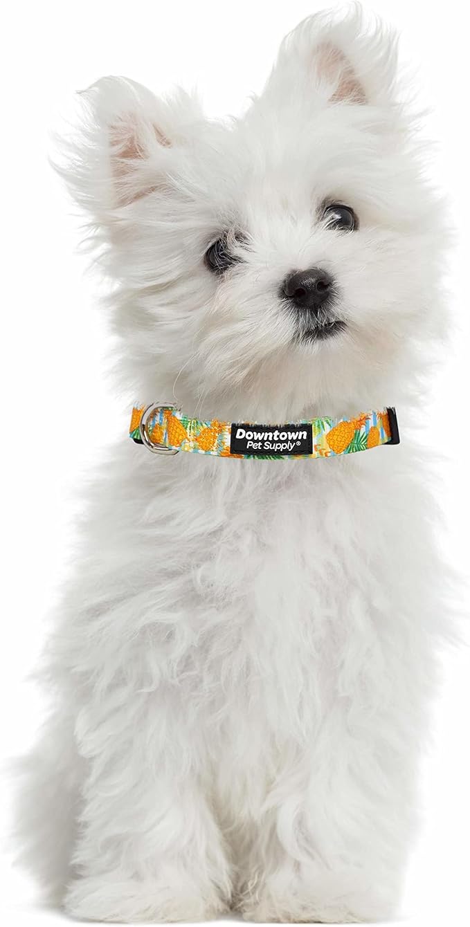 Downtown Pet Supply - Image 4