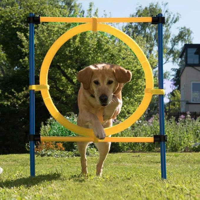 PAWISE Dog Agility Training Equipment, Puppy Agility Kit - Image 4