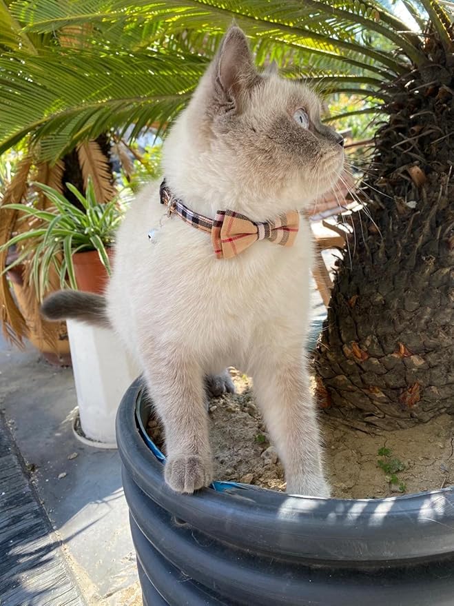 SuperBuddy Cat Collars Breakaway - Image 7