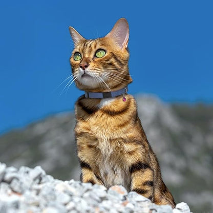 Breakaway Cat Collar Leather - Image 6
