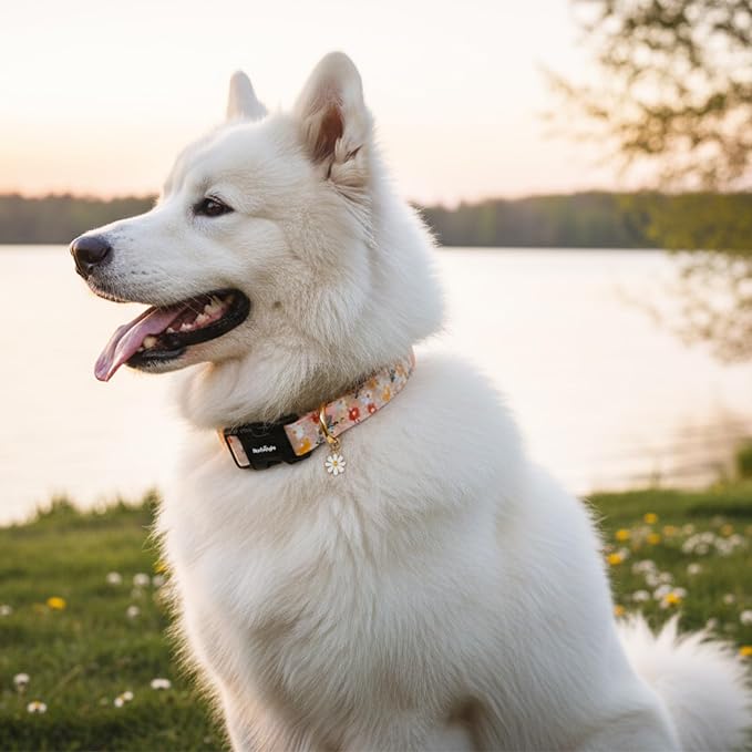 Dog Collar for Extra Small Dogs, Spring &Summer Theme Orange Small Dog Collars - Image 6