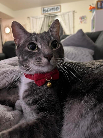 Soft Corduroy Cat Collar with Bell and Bowtie, Safety Breakaway Clasp, - Image 8