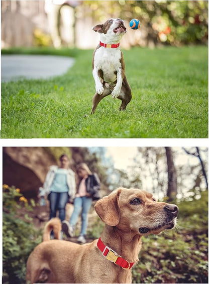 Nylon Dog Collar - Image 3