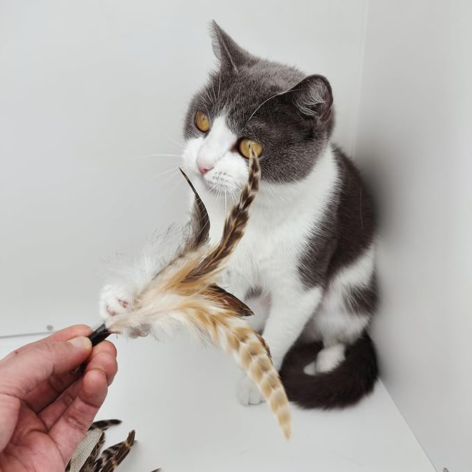 Natural unstained Feathers, Cat Feathers Refill - Image 5