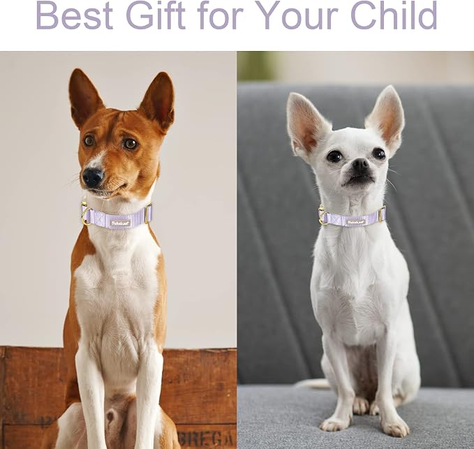 Nylon Dog Collar - Image 3