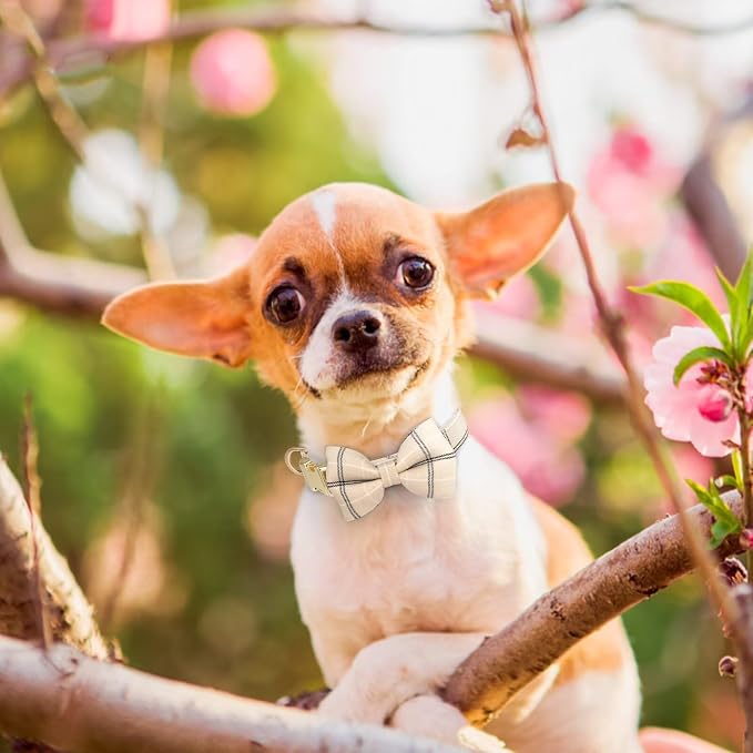 Beirui Cute Extra Small Dog Harness Collar and Leash Set - Image 5