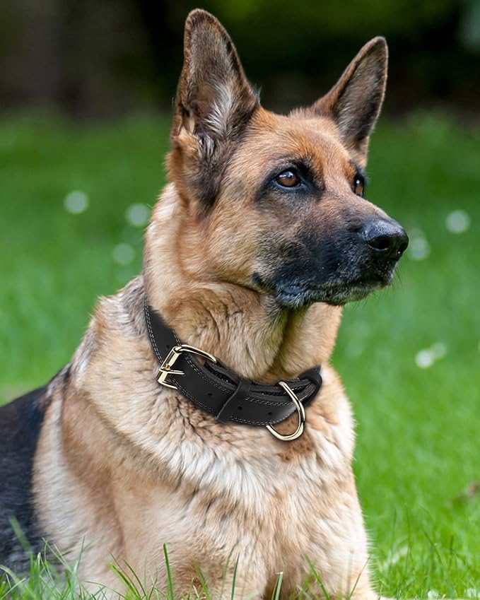Joytale Genuine Leather Dog Collar - Image 2