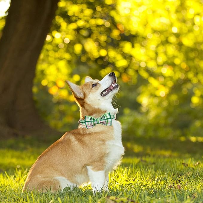 Elegant Little Tail Dog Collar - Image 6