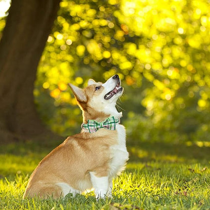 Elegant Little Tail Dog Collar - Image 6