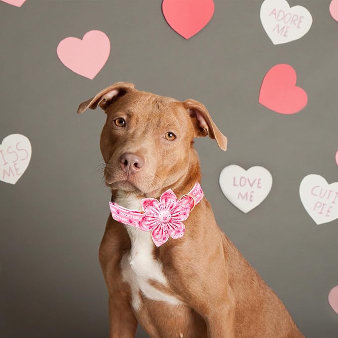 Lionheart glory Valentine's Day Dog Collar - Image 5