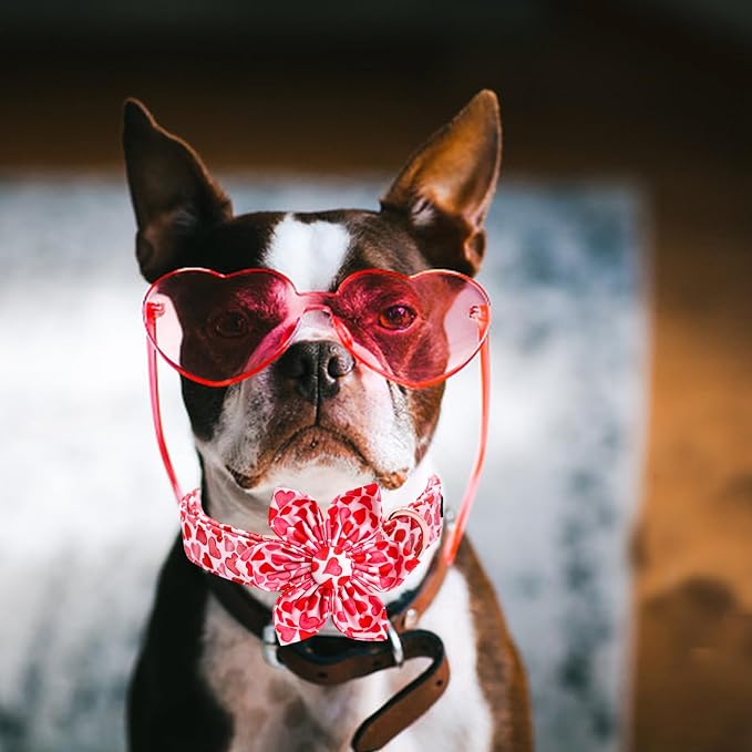 Lionheart glory Valentine's Day Dog Collar - Image 5
