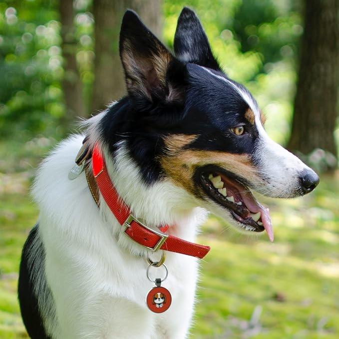 MYLUCKYTAG QR Code Pet ID | Personalized Dog & Cat Collar Tag | Online Profile - Image 3