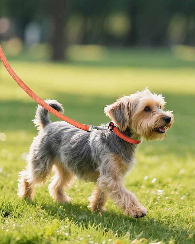 Joytale Small Dog Collar, Reflective and Adjustable Nylon Collar - Image 6