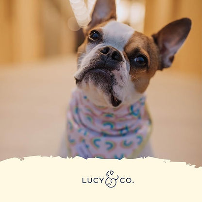 Lucy & Co. Dog Collar - Image 4
