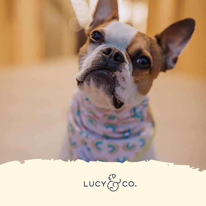 Lucy & Co. Making Rainbows, Cute Reversible Dog Harness Walking Halter - Image 4