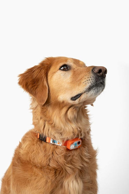 MS-5 Designer Series, Premium Performance Automatic Pet Door Collar by High - Image 2