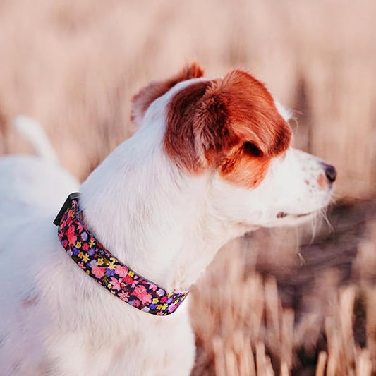QQPETS Adjustable Soft Dog Collar: Print Flower Pink Multicolor Cute Patterns - Image 2