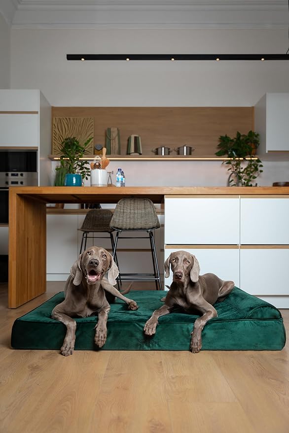NOAH & PAW Giant Dog Bed XXL 55x45x9.5 Inch, Orthopedic Dog Beds, Eggshell - Image 3