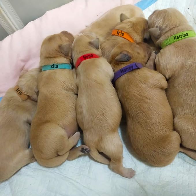 30 Pcs Puppy ID Collar Whelping Newborn Pet Collars Double-Sided Soft - Image 7