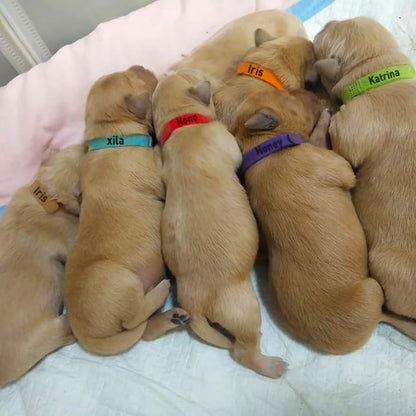 30 Pcs Puppy ID Collar Whelping Newborn Pet Collars Double-Sided Soft - Image 7