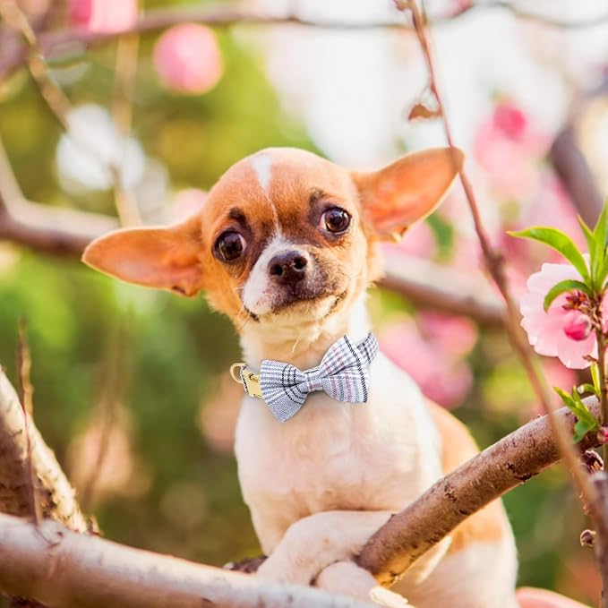 Beirui Cute Extra Small Dog Harness Collar and Leash Set - Image 5