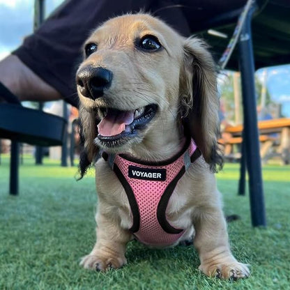 Best Pet Supplies Voyager Step-in Air Harness - Image 7